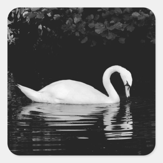 Swan, Roath Park, Cardiff. Vierkante Sticker (Voorkant)