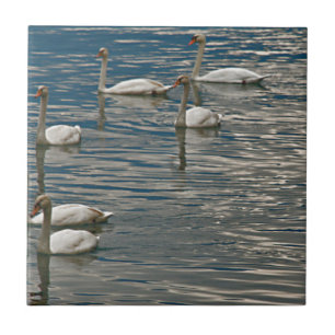 Swan Song Tegeltje