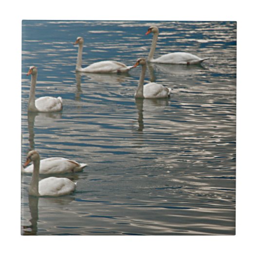 Swan Song Tegeltje (Voorkant)