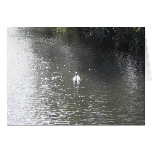 Swan sur la rivière (Devant horizontal)