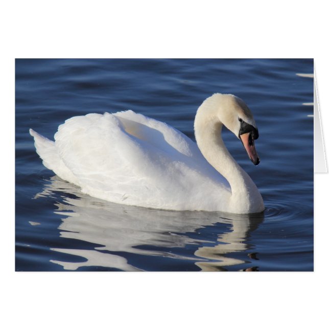 Swan sur un lac (Devant horizontal)