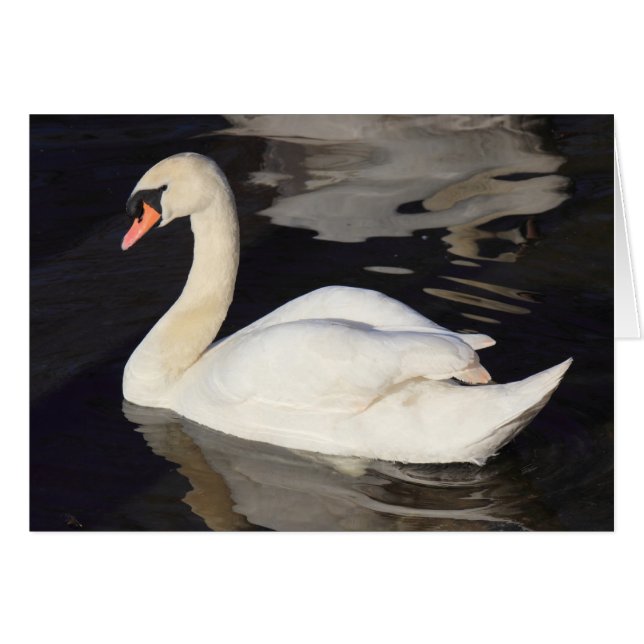 Swan sur un lac (Devant horizontal)