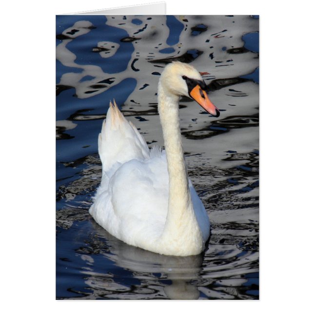 Swan sur un lac (Devant)