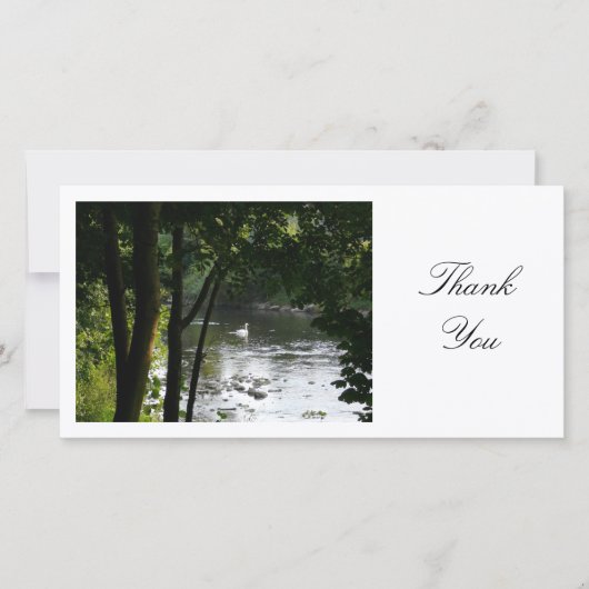 Swan sur une rivière - Merci (Devant)