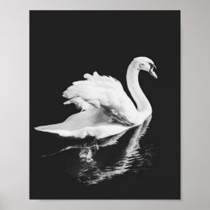 Swan Swimming Black en White Poster