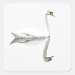 Swan Vierkante Sticker