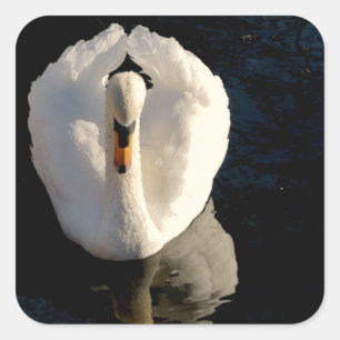 Swan Vierkante Sticker