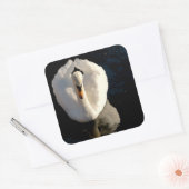 Swan Vierkante Sticker (Envelop)