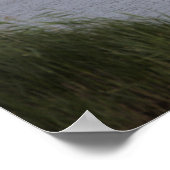 Swan Waterscape Poster (Hoek)