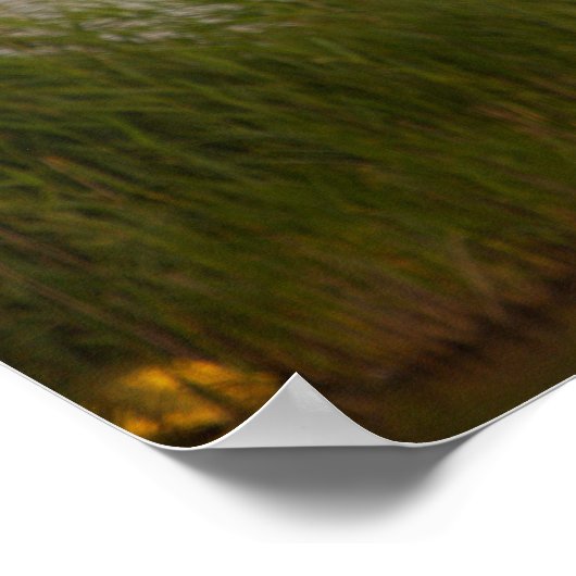 Swan Waterscape Poster (Hoek)