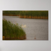 Swan Waterscape Poster (Voorkant)