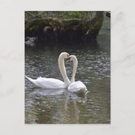 Swan Wedding Love Peace Hope Water Lake Park Briefkaart