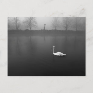 Swan, woesdagochtend briefkaart