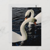 Swans Briefkaart (Voorkant / Achterkant)