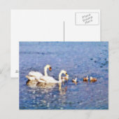 SWANS BRIEFKAART (Voorkant / Achterkant)