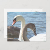 Swans Briefkaart (Voorkant / Achterkant)