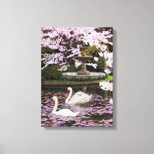 Swans Canvas Afdruk