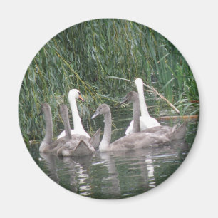 SWans en cygnets Magnet Magneet