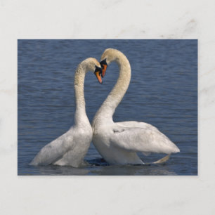 Swans in Love Briefkaart