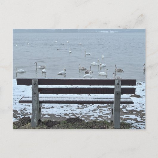 Swans, lac et banc - carte postale (Devant)