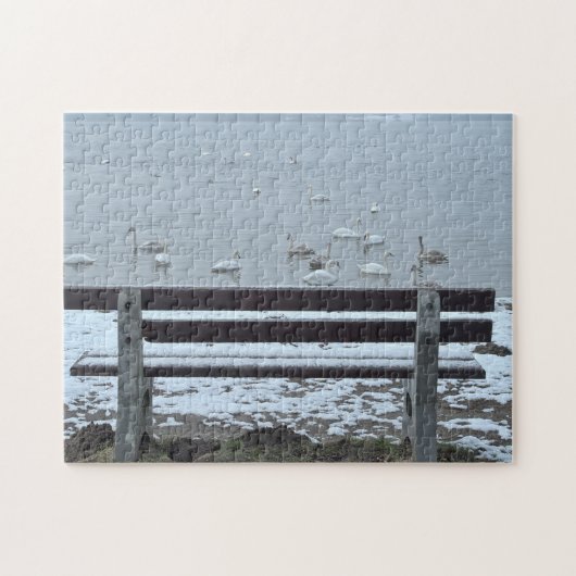 Swans, lac et un banc - puzzle (Horizontal)