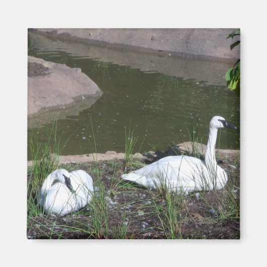Swans Magneet (Voorkant)