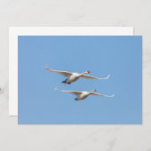 Swans Natuur fotokaart (Voorkant / Achterkant)