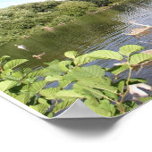 Swans on River Liffey Dublin Ierland Poster (Hoek)