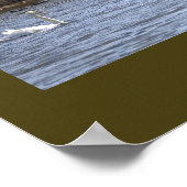 Swans on the Pond Poster (Coin)