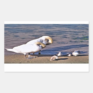 SWANS RECHTHOEKIGE STICKER