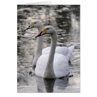 Swans Samen