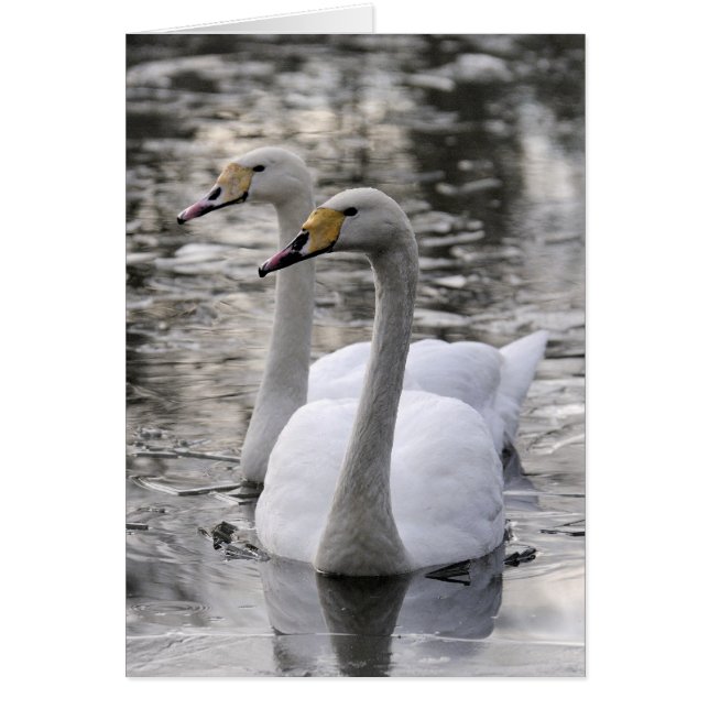 Swans Samen (Voorkant)