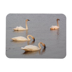 Swans Vist flexibele fotomagneet Magneet