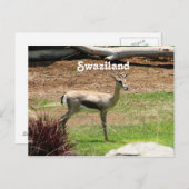 Swaziland Gazelle Briefkaart (Voorkant / Achterkant)