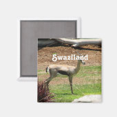 Swaziland Gazelle Magneet (Voorkant / Achterkant)