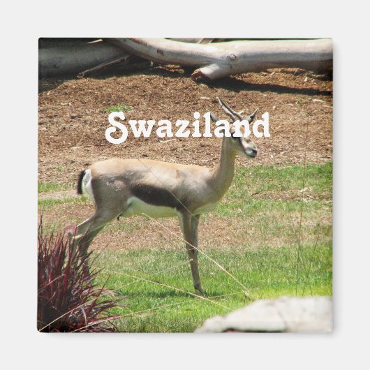 Swaziland Gazelle Magneet (Voorkant)