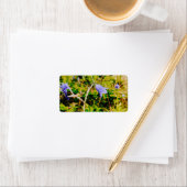 Swedish Bluebell Etiket (Insitu)