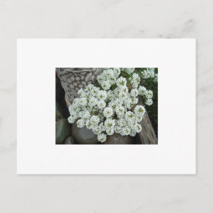 Sweet Alyssum Briefkaart