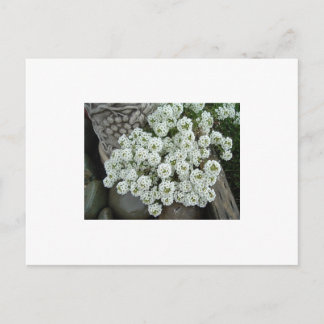 Sweet Alyssum Briefkaart