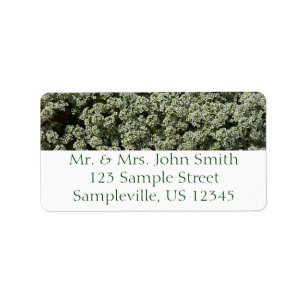 Sweet Alyssum Flowers White Floral Etiket