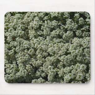 Sweet Alyssum Flowers White Floral Muismat