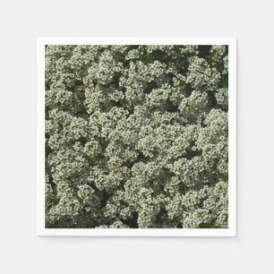 Sweet Alyssum Flowers White Floral Servet