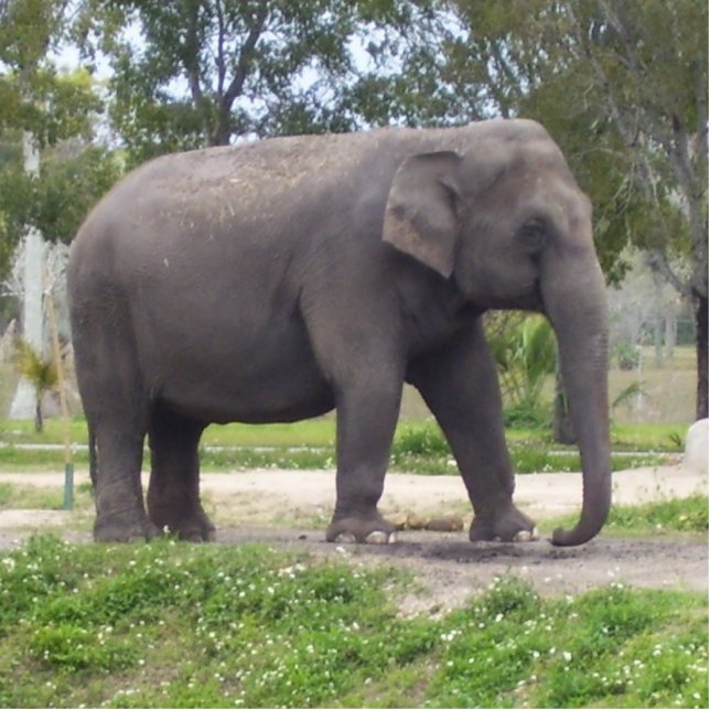 Sweet Asian Elephant Staand Fotobeeldje (Voorkant)