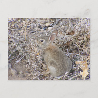 Sweet Baby Bunny Briefkaart