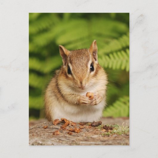 Sweet Baby Chipmunk Briefkaart (Voorkant)