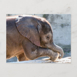 Sweet Baby Elephant Briefkaart