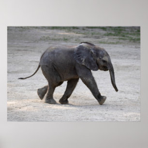 Sweet Baby Elephant Kibali Poster
