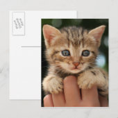 Sweet Baby Kitten Briefkaart (Voorkant / Achterkant)