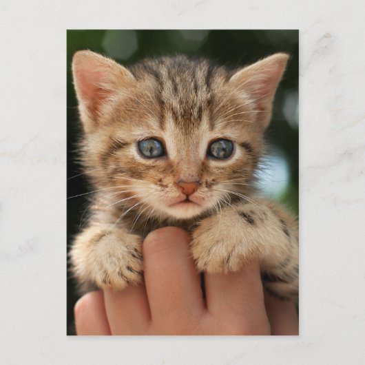 Sweet Baby Kitten Briefkaart (Voorkant)