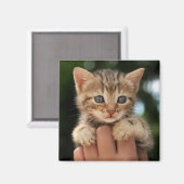 Sweet Baby Kitten Magneet (Voorkant / Achterkant)